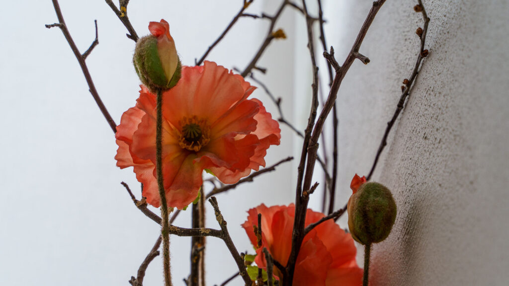 Trockenblumen als Dekoration in den Praxisräumen im Fokus